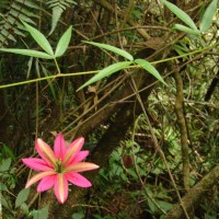 Passiflora antioquiensis H.Karst.